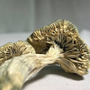 Cambojan - 3 g