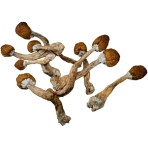 Psilocybe Cubensis