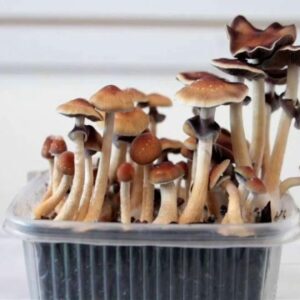 Pink Buffalo – 3 g